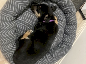 7 month old kelpie cross cattle 