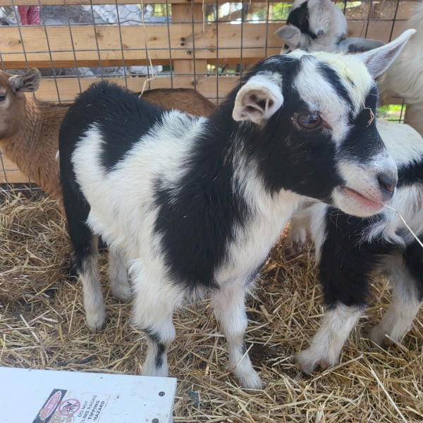 Dwarf and Miniature does. 