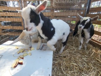 Dwarf and Miniature does. 