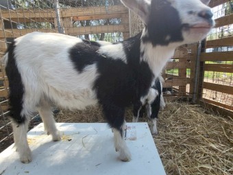 Dwarf and Miniature does. 