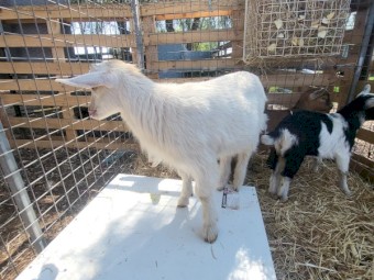 Dwarf and Miniature does. 