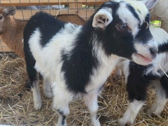 Dwarf and Miniature does. 