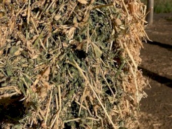 Quality seasoned Lucerne 4^4 Good heavy bales