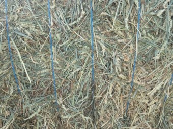 70mt Beardless Wheaten Hay 8x4x3 Bales