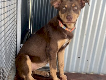 Female Kelpie Pup