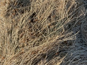 2024 season rye grass hay