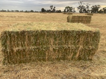 2024 season rye grass hay
