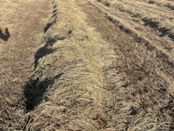 2024 season rye grass hay