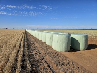 New season Canola Silage