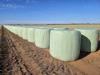 New season Canola Silage