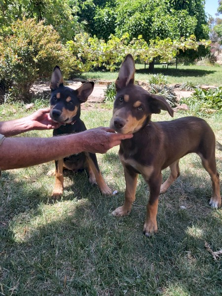 Wattleton Kelpie Pup