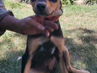Wattleton Kelpie Pup