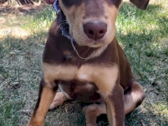 Wattleton Kelpie Pup