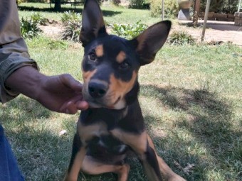 Wattleton Kelpie Pup