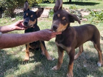 Wattleton Kelpie Pup