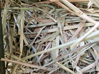 2024 Beardless wheaten hay 