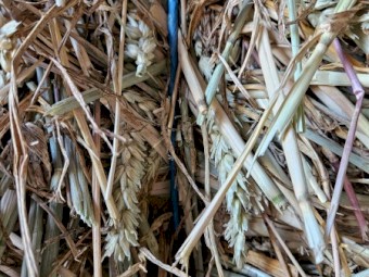 2024 Beardless wheaten hay 