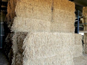 2024 Beardless wheaten hay 