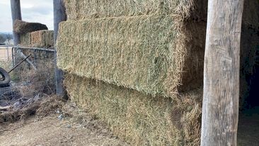 8^4^3  Premium Lucerne Hay