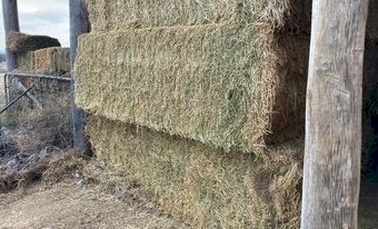 8^4^3  Premium Lucerne Hay