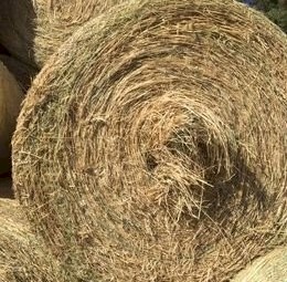 4*4 Pasture Hay- Angleton (Bluegrass) Grass-Legume-Rhodes