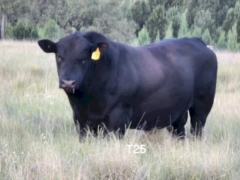 High Quality Angus Bulls. 50+ take your pick. Sired from from some of the best Bulls in the world