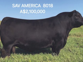 High Quality Angus Bulls. 50+ take your pick. Sired from from some of the best Bulls in the world