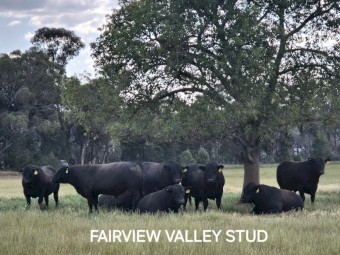 High Quality Angus Bulls. 50+ take your pick. Sired from from some of the best Bulls in the world