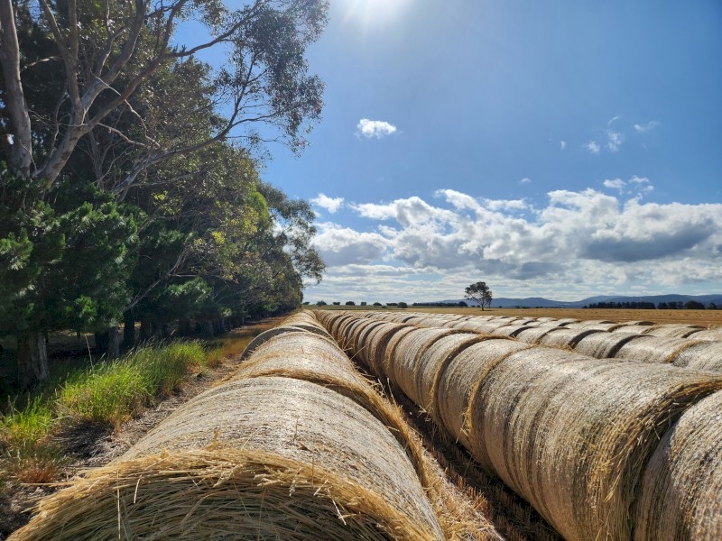 300 x Wheaten Rye Hay 5x4 Rolls