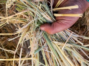 300 x Wheaten Rye Hay 5x4 Rolls