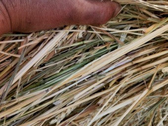 300 x Wheaten Rye Hay 5x4 Rolls