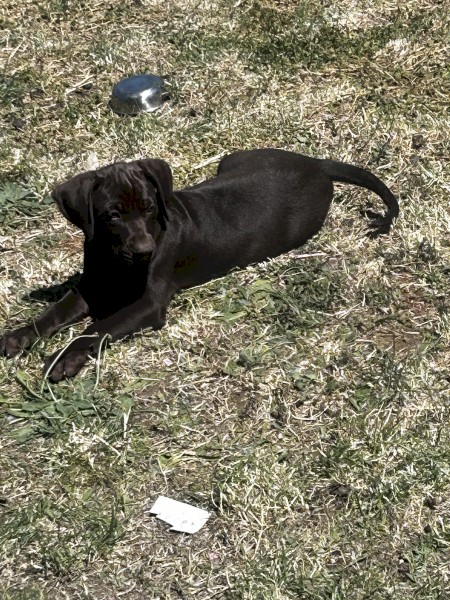 German Pointer x Kelpie pups