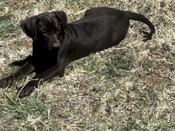 German Pointer x Kelpie pups