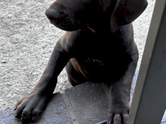 German Pointer x Kelpie pups