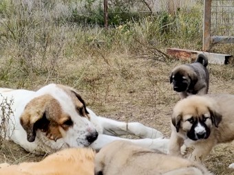 Central Asian Shepherd X Sarplaninac Livestock Guardian Dogs Puppies