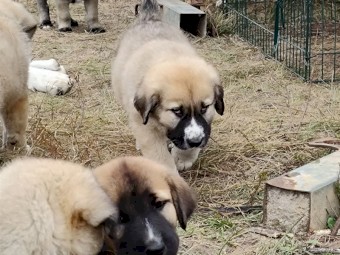 Central Asian Shepherd X Sarplaninac Livestock Guardian Dogs Puppies