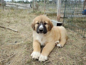 Central Asian Shepherd X Sarplaninac Livestock Guardian Dogs Puppies