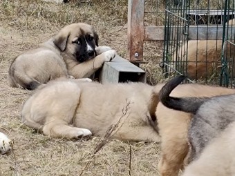 Central Asian Shepherd X Sarplaninac Livestock Guardian Dogs Puppies