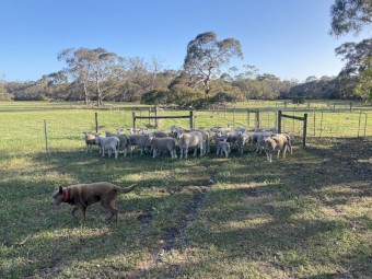 Ewes and lambs