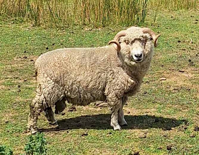 Healthy Strong Ram good for breeding 