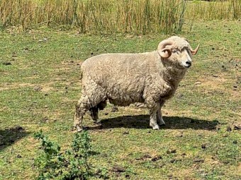 Healthy Strong Ram good for breeding 
