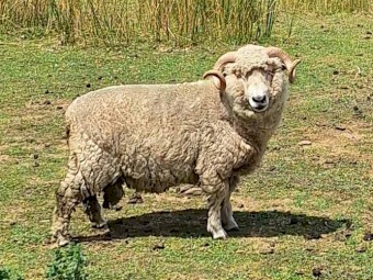 Healthy Strong Ram good for breeding 