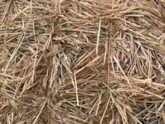 2024 Wheaten Hay no rain damage