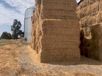 2024 Wheaten Hay no rain damage