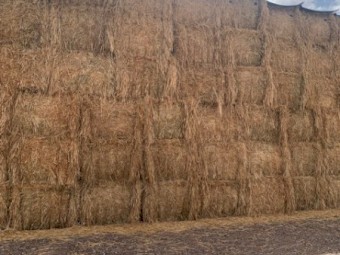 2024 Wheaten Hay no rain damage