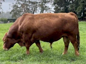 Bull South Devon Pedigree Stud Bull 6 year old