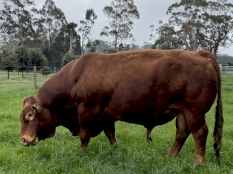 Bull South Devon Pedigree Stud Bull 6 year old