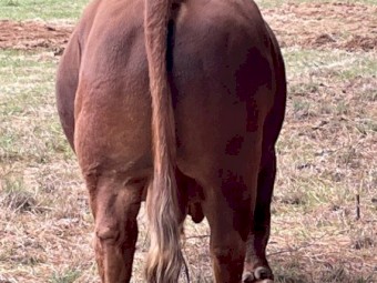 Bull South Devon Pedigree Stud Bull 6 year old