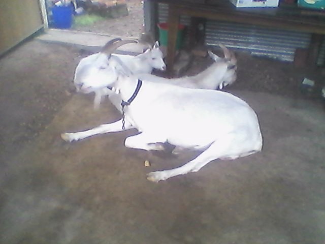 Hybrid Saanen/British Alpine Goats