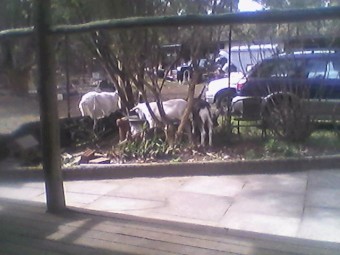 Hybrid Saanen/British Alpine Goats